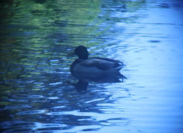 Sitting Duck (2025)